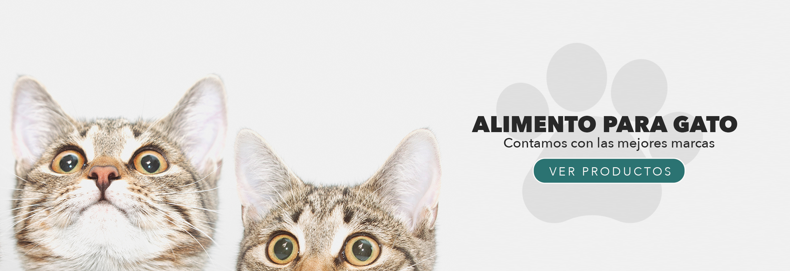 slide-gato