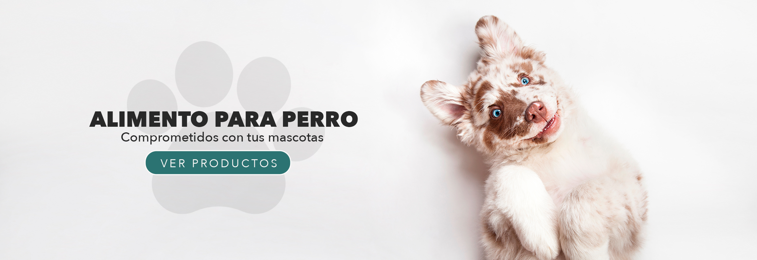 slide-perro-3